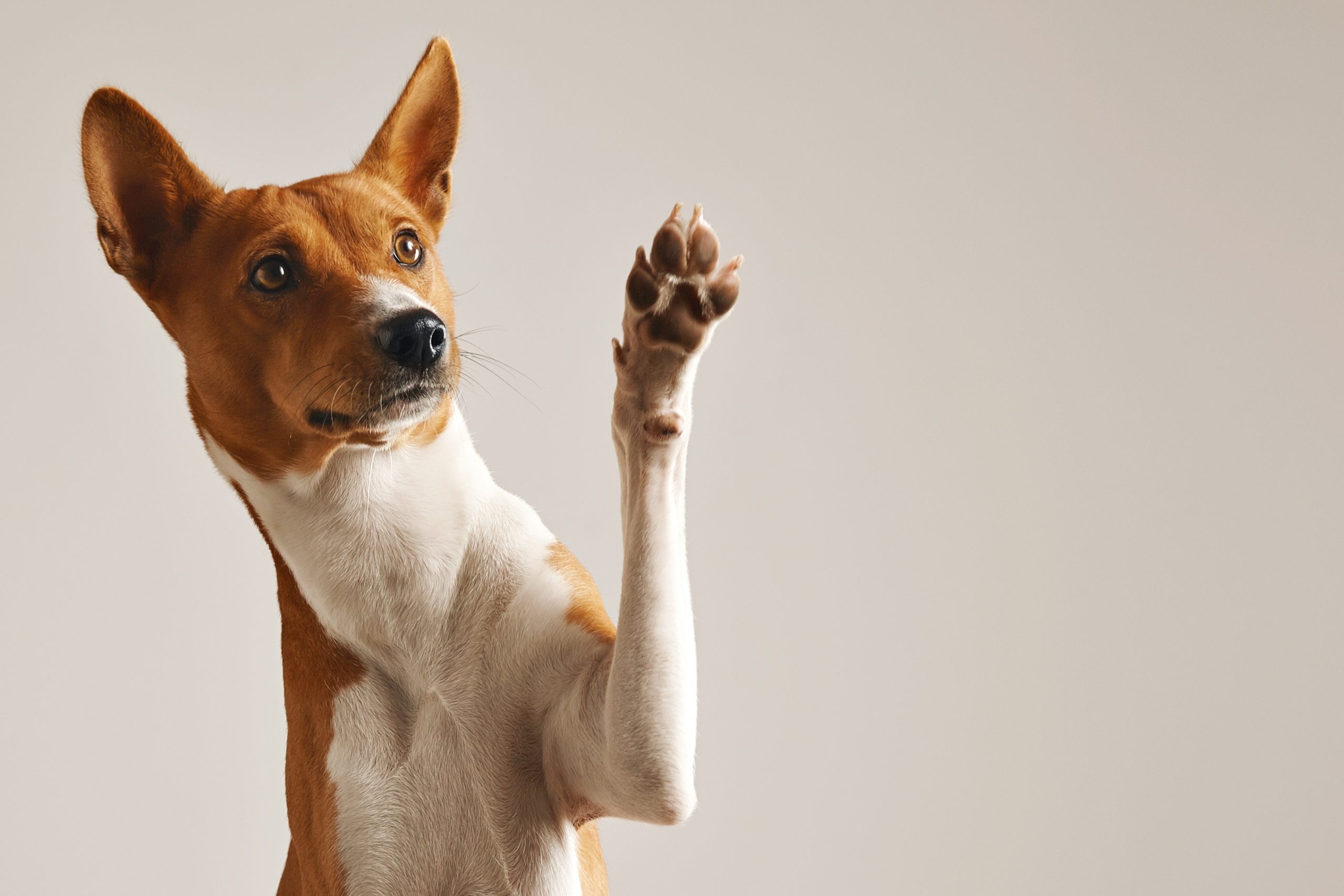 10-Meanest-Dog-Blog-scaled