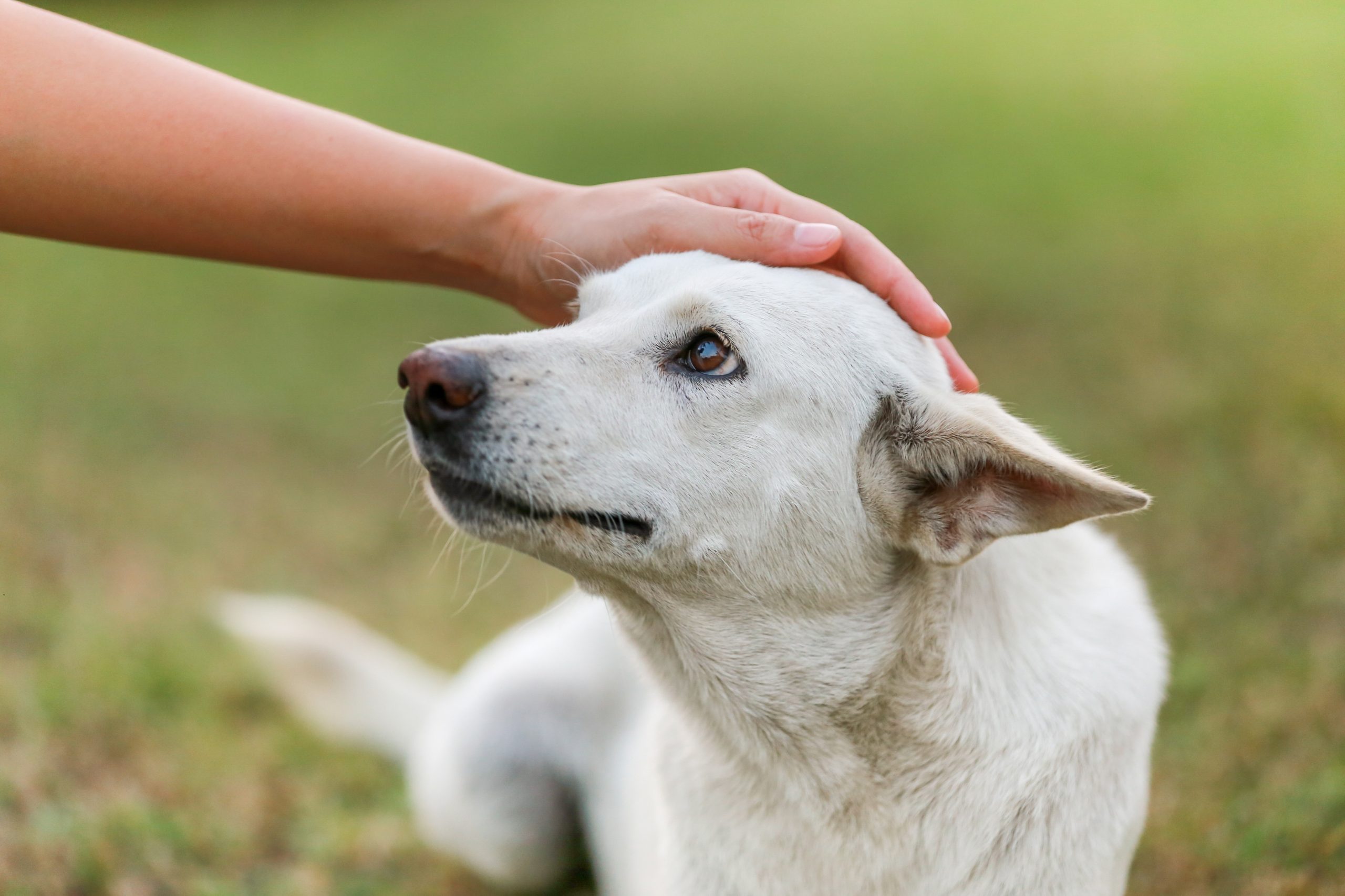 Stray-Dog-Blog-scaled