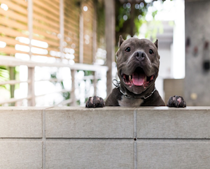 Delivery Person - Dog