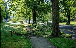 Broken Tree