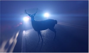 Collisions With Animals in Rochester