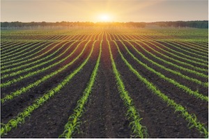 Cornfield