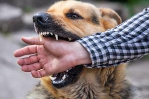 New York Cyclists Injured By Dogs